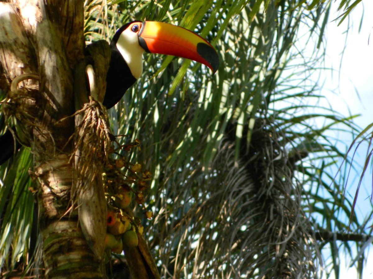 Pousada Fazenda Peroba Rosa Pedregulho Extérieur photo